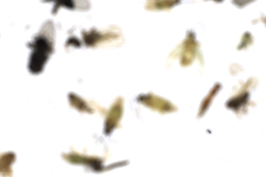 Image 92